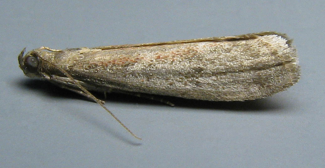 Male (Click to open)
